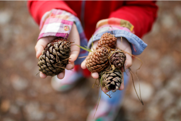 Find a pine cone on your fall nature scavenger hunt for kids - Kids Activities Blog