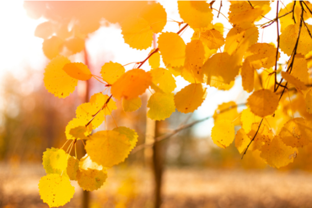 Find a yellow leaf on fall nature scavenger hunt for kids - Kids Activities Blog
