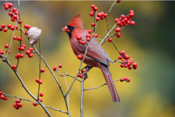 Find a bird on nature fall scavenger hunt for kids - Kids Activities Blog