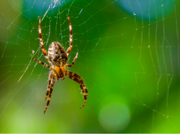 Find a spider on the nature scavenger hunt for kids - Kids Activities Blog