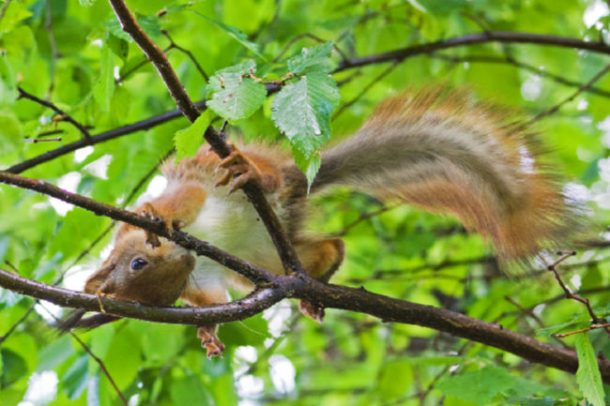 Find a squirrel on the Fall Scavenger Hunt for kids - squirrel hiding in tree looking down