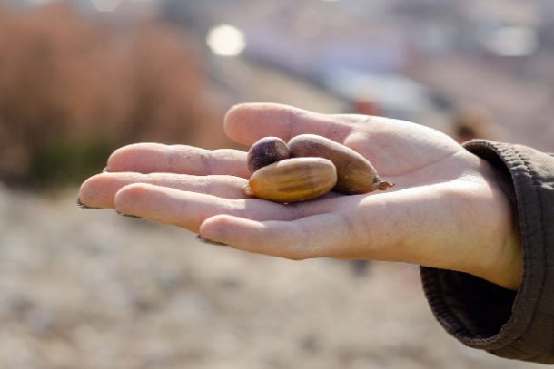 Find Acorns on Fall Scavenger hunt for kids - handful of acorns on autumn day