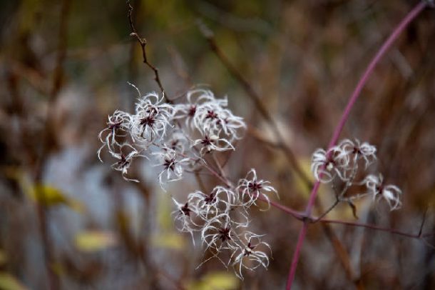 Finding something soft on autumn scavenger hunt for kids - seeds on a stem in the fall