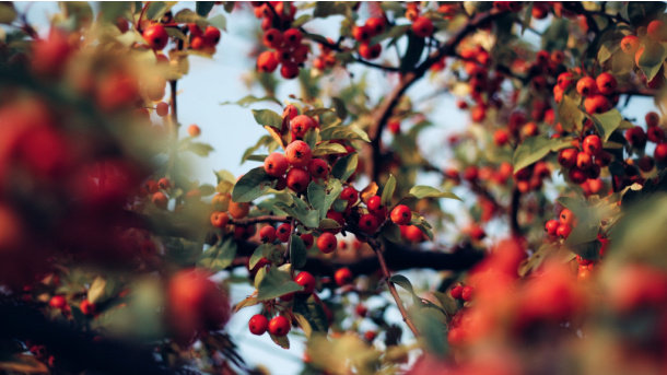 Find some fall berries on the nature scavenger hunt for kids - Kids Activities Blog