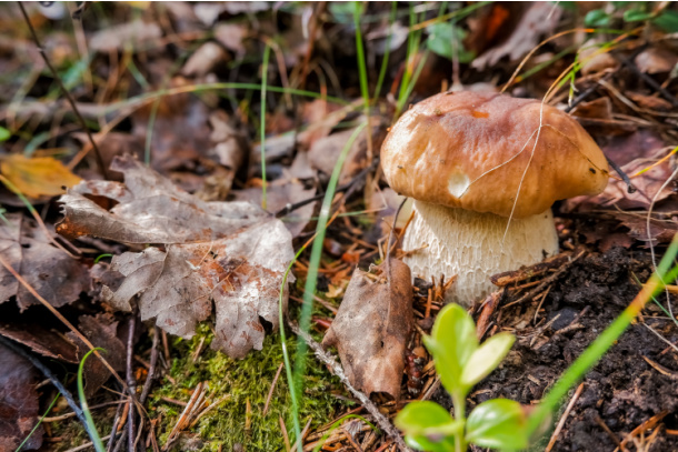 Find a mushroom on fall nature scavenger hunt for kids - Kids Activities Blog