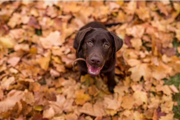 Find a brown leaf outside on fall nature scavenger hunt for kids - Kids Activities Blog