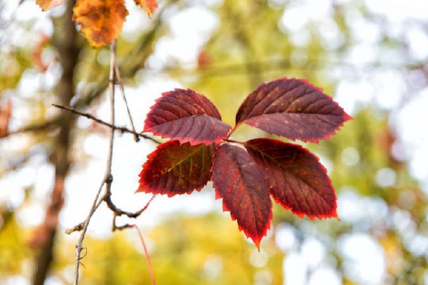 Find a red leaf on the scavenger hunt for kids - red leaf on branch in the autumn