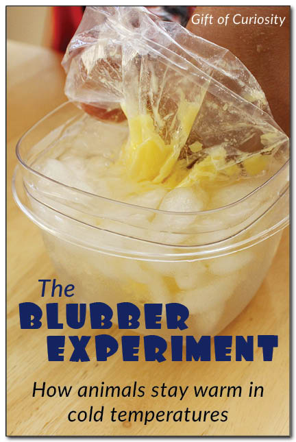 The Blubber Experiment: This simple experiment lets kids experience for themselves how blubber keeps an animal warm in cold temperatures || Gift of Curiosity