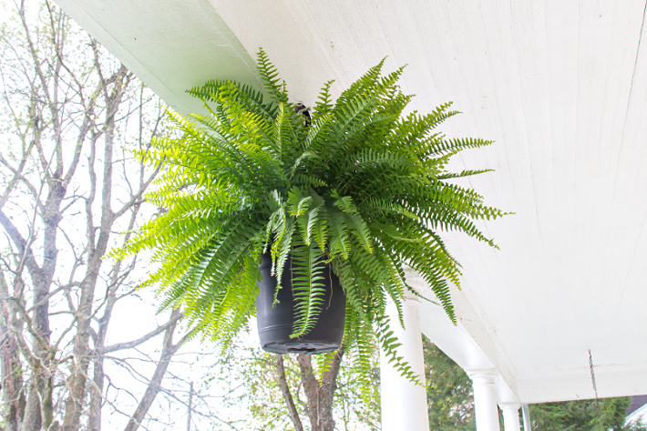 potted hanging fern on a front porch