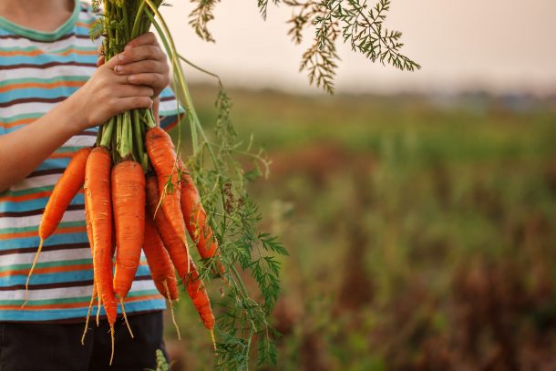 Fresh carrots from this kid's garden help by a boy outside in a striped blue shirt.