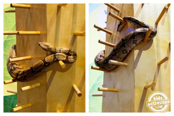 Real snake pictues - inspiration for snake craft
