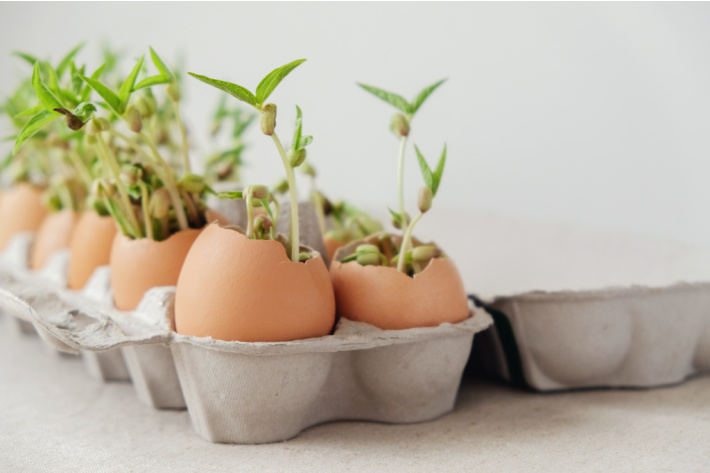 Grow plants in eggshells activity - Earth Day - Kids Activities Blog