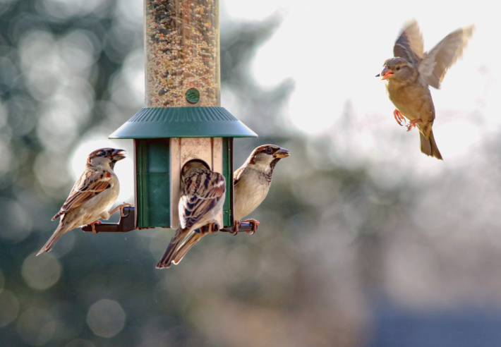 Feed the birds on Earth Day - Kids Activities Blog