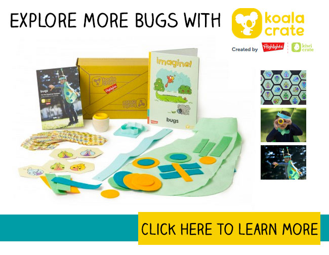 Explore More Bugs with Koala Crate