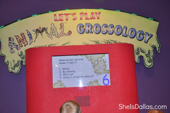 let's play animal grossology game - pictured is child looking at the screen of the Grossology Science exhibit playing game