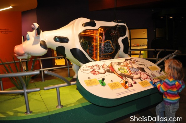 Grossology Science Exhibit - cows digestive system for kids