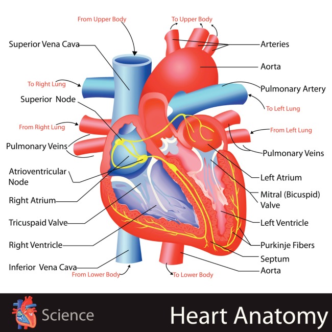 heart anatomy lesson for kids showing a real heart with muscles and valves and veins