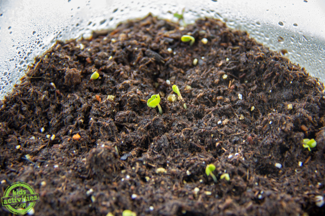 tiny shoots sprouting from soil