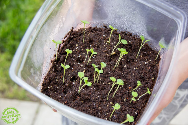 sprouts appearing in soil from planting seeds in a plastic container